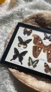 ผีเสื้อสต๊าฟ 20 ตัว งานไอเดีย แมลงการศึกษา กรอบไม้ กล่องแมลง ผลิตและจัดจำหน่าย