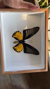 ผีเสื้อสตาฟ ในเฟรมกระจก ของฝากของตกแต่งบ้านของขวัญของสะสม เป็นสินค้าแฮนด์เมด Mix Real Butterfly Taxidermy Insect Frame Display Home Decor