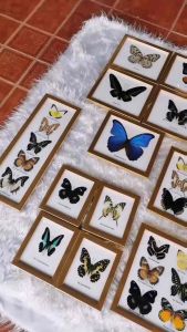 ผีเสื้อสตาฟเฟรมไม้สีทอง ของฝากของตกแต่งบ้านของขวัญของสะสม เป็นสินค้าแฮนด์เมด Mix Real Butterfly Taxidermy Insect Frame Display Home Decor