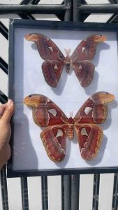 กรอบตกแต่งบ้าน แมลงสต๊าฟ ผีเสื้อสต๊าฟ ผีเสื้อจริง งานแฮนด์เมด ของแต่งบ้าน ของสะสม Atlas Moth F&M Butterfly Insect Taxidermy Floating Wood Box Frame-Main Butterfly Moth