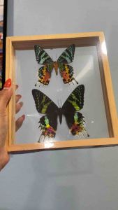 กรอบตกแต่งบ้าน แมลงสต๊าฟ ผีเสื้อสต๊าฟ ผีเสื้อจริง งานแฮนด์เมด ของแต่งบ้าน ของสะสม MADAGASCAR Butterfly Insect Taxidermy Double Acrylic Glass Display Frame