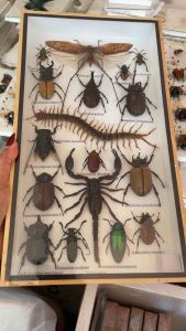 แมลงสต๊าฟ ผีเสื้อสต๊าฟ งานไอเดีย แมลงเพื่อการศึกษา กรอบไม้ กล่องแมลง ของแต่งบ้าน ของสะสม ผลิตและจัดจำหน่าย พร้อมส่ง