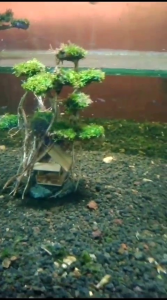 hiasan aquarium bonsai saung untuk aquascape siap tampil