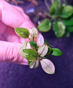 Anubias Stardust mini Marble mini ไม้น้ำ rare item