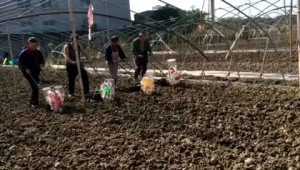 HEAVY DUTY CORN PLANTER HAND PUSH SEEDER MANUAL PLANTER WITHOUT FERTILIZER