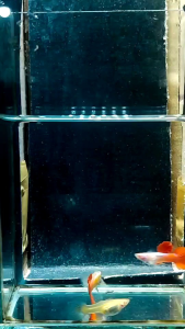 ALBINO PLATINUM DUMBO RED TAIL ( TOP QUALITY THAILAND)