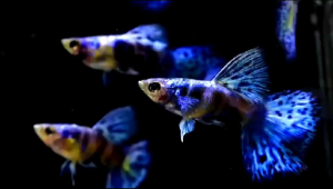 Siam tiger lazuli blue grass ( PM BEFORE ORDER)