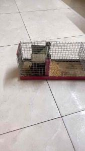 Bẫy chuột bé tự động