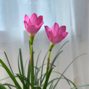 Tanaman Bunga Lilil Kucai: Tanaman Hias Interior yang Cantik