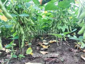 เมล็ดถั่วแระยีบ หอมกลิ่นใบเตย เมล็ดพันธุ์ใหม่มีกลิ่นใบเตย 70 วันได้เก็บเกี่ยว เมล็ดพันธุ์คัดเกรด อัตตราการงอก 80-95% บรรจุ 80-100 เมล็ด