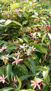 อุณากรรณแคระ กระถาง 11 นิ้ว ต้นสวยและดอกดก(กทม)