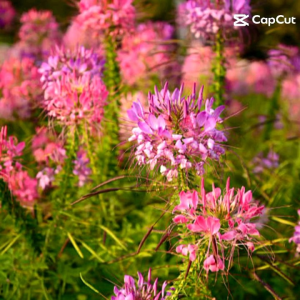 ดอกเสี้ยนฝรั้ง รวมสี1500เมล็ด