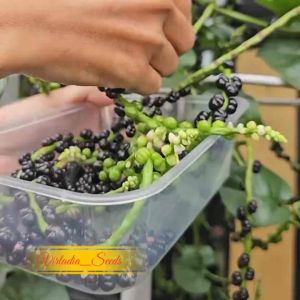 [Virladia Seeds] Biji Benih tanaman Angkung Hijau