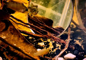 Apistogramma Panduro Pair | Live animal