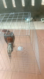 kandang ayam Bangkok piramid ukuran 80x50x70