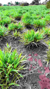 ASLI GRASS SEED - Benih bibit rumput brachiara humidicola premium 10kg ( rendle ) schweick