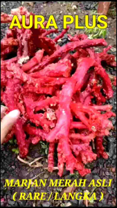 Gelang Marjan Merah Asli (100% HANDMADE) Rare/Langka