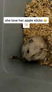 GIGITAN STIK KAYU APEL HAMSTER 1PCS || MAINAN STIK KAYU APEL HAMSTER
