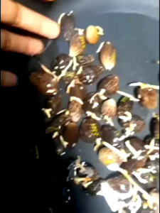 kecambah sawit varitas ppks 540ng