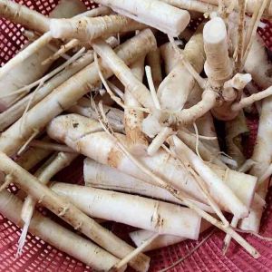 Akar pepaya gantung segar 500 gram-az