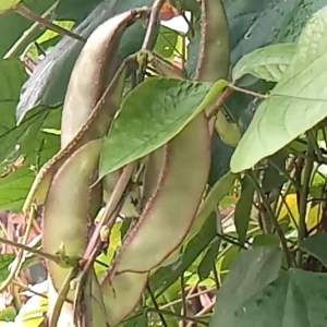 (-+12 butir) Benih koro hijau ungu | purple green koro import [kemasan pabrik]