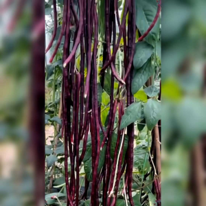 BIJI BENIH TANAMAN KACANG PANJANG MERAH (REPACK)