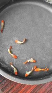 Santa Koi Guppy 1 Pair Ready Breed