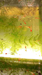 Pokok Hornwort utk Ikan🌱Ready Stock 🌱