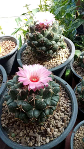 ช้าง ดอกชมพู แคคตัส กระถาง 6-7นิ้ว ( แม่แถมลูก)