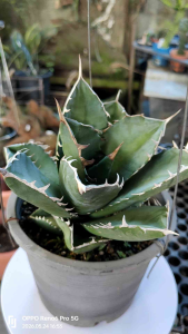 In-stock现货/agave Titonato juggernaut卡比兽/agave/龙舌兰(Photo updated 24-11-2025)