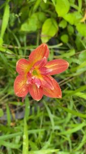 Q.หัวดอกบัวดิน อำภารำไพ หัวละ 40 บาท