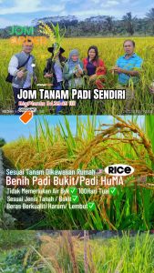 50Gram Benih Padi Bukit Padi Huma Red (Upland Rice) Tanaman Padi Tanpa Sawah Tanaman Kontang Vareti Vietnam