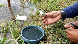 Esen Khusus Lumut Aroma Sereh Kaweni