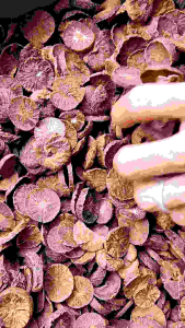 PROMO Pinang Iris Kering 1/2 KG  / Buah Pinang iris koin kering