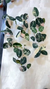 Ninja Variegated Alocasiaด่างชมพูหลากสี จำหน่ายแบบต้นกล้าขนาด 3-4 นิ้วอนุบาลพร้อมส่งปลูกธรรมชาติไม่ต้องอบล๊อตลุ้นด่าง