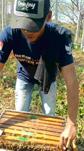 Madu Randu 100% asli Lebah mellifera