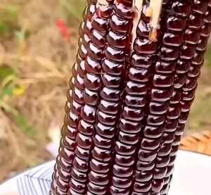 BENIH JAGUNG KETAN HITAM KEMASAN PREMIUM ( ISI -+ 120 BUTIR BENIH )