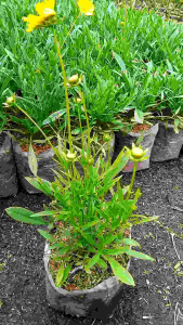 Tanaman Hias Bunga Jarang Goyang: Pemilihan & Perawatan