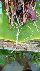 Tanaman Aquascape Ludwigia Glandulosa: Hiasan Aquarium yang Tahan Cuaca Panas
