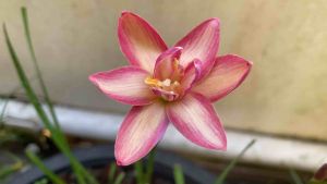 012.หัวดอกบัวดิน De Mei Lotus หัวละ 30 บาท