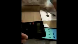 Kalung KK Liforce Dobel Ring Made in USA Original 100%