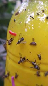 สารล่อแมลงวันทองชนิดเหยื่อโปรตีนดักแมลงวันทองแซนซไฟล ล่อได้ทั้งตัวผู้และตัวเมีย แพ็ค 3 ขวด