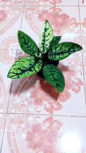 ต้นร่มญี่ปุ่น ต้นHomalomena Wallisii หรือต้นเพลินพิศ ต้นไม้ฟอกอากาศ ต้นไม้แปลกหายากน่าสะสม ร้านจัดพร้อมกระถาง 6นิ้ว ตรงปก