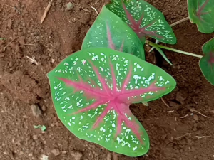 Bibit bunga keladi merah 1 pcs