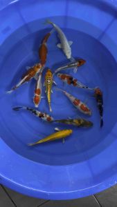 JAPAN KOI LOCAL BREED 5/6.6” HIGH GRADE 12pcs GOOD WEALTH COMBO at 1388 only + shipping 50 + MANY GIFTS