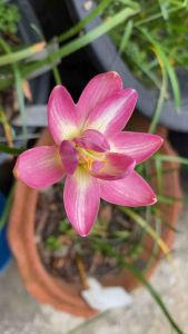 016.หัวดอกบัวดิน Bella Pink 80 บาท