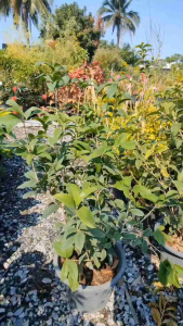 หอมหมื่นลี้ กระถาง 11 นิ้ว ต้นสูง 70-80 ซม. ต้นสวย (กทม)