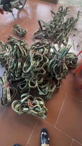 Dây xoắn rừngdây leo rừng decor trang trí avitiểu cảnh