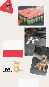 แผ่นยาง eva. ปูพื้นหมา แมว