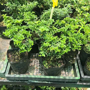 kim quýt thái mini bonsai